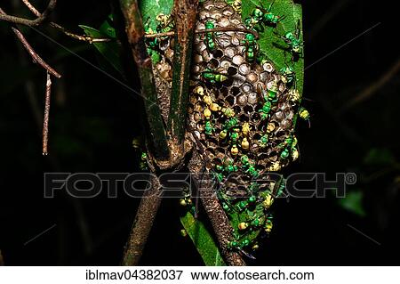 Stock Photo - Paper wasp nest (Ropalidia sp. ), Ankarafantsika National Park, Madagascar, Africa. Fotosearch