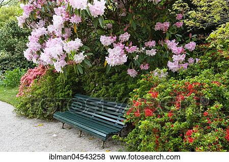 Parkbank under flowering rhododendron and azaleas, Lanhydrock Gardens, near Bodmin, Cornwall, England, United Kingdom, Europe View Large Photo Image Stock Photo - Parkbank under flowering rhododendron and azaleas, Lanhydrock Gardens, near Bodmin, Cornwall, England, United Kingdom, Europe. Fotosearch