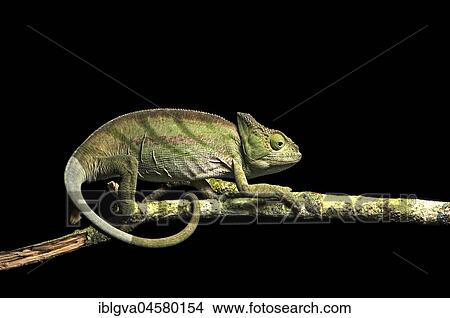 Parson's chameleon (Calumma parsonii), young on branch, endemic, Andasibe National Park, Madagascar, Africa View Large Photo Image Picture - Parson's chameleon (Calumma parsonii), young on branch, endemic, Andasibe National Park, Madagascar, Africa. Fotosearch