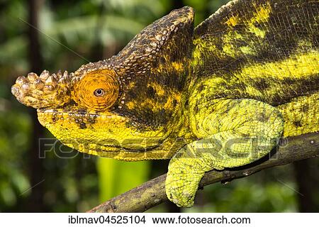 Parson's chameleon (Calumma parsonii parsonii), male, Andasibe National Park, Madagascar, Africa View Large Photo Image Picture - Parson's chameleon (Calumma parsonii parsonii), male, Andasibe National Park, Madagascar, Africa. Fotosearch