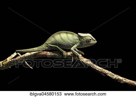 Parson's chameleon (Calumma parsonii), young on branch, endemic, Andasibe National Park, Madagascar, Africa View Large Photo Image Stock Image - Parson's chameleon (Calumma parsonii), young on branch, endemic, Andasibe National Park, Madagascar, Africa. Fotosearch
