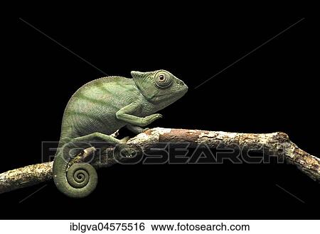 Parson's chameleon (Calumma parsonii), young sitting on branch, Andasibe National Park, Madagascar, Africa View Large Photo Image Stock Photograph - Parson's chameleon (Calumma parsonii), young sitting on branch, Andasibe National Park, Madagascar, Africa. Fotosearch