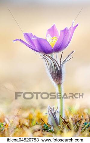 Pasque flower (Pulsatilla vulgaris) Bavaria, Germany, Europe View Large Photo Image Stock Image - Pasque flower (Pulsatilla vulgaris) Bavaria, Germany, Europe. Fotosearch