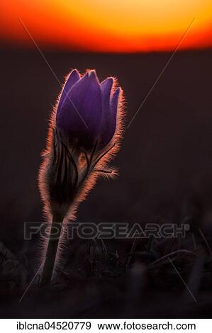Pasque flower (Pulsatilla vulgaris) backlit, sunset, Bavaria, Germany, Europe View Large Photo Image Stock Photo - Pasque flower (Pulsatilla vulgaris) backlit, sunset, Bavaria, Germany, Europe. Fotosearch