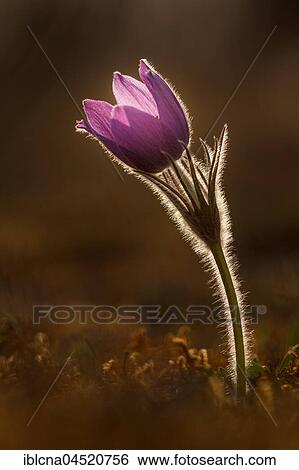 Pasque flower (Pulsatilla vulgaris) backlit, Bavaria, Germany, Europe View Large Photo Image Stock Photograph - Pasque flower (Pulsatilla vulgaris) backlit, Bavaria, Germany, Europe. Fotosearch