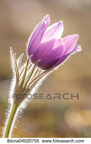 Pasque flower (Pulsatilla vulgaris) backlit, Bavaria, Germany, Europe View Large Photo Image Stock Photography - Pasque flower (Pulsatilla vulgaris) backlit, Bavaria, Germany, Europe. Fotosearch