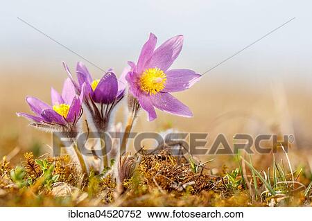 Pasque flowers (Pulsatilla vulgaris), Bavaria, Germany, Europe View Large Photo Image Stock Image - Pasque flowers (Pulsatilla vulgaris), Bavaria, Germany, Europe. Fotosearch
