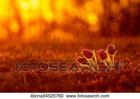 Stock Image - Pasque flowers (Pulsatilla vulgaris) backlit, sunset, Bavaria, Germany, Europe. Fotosearch