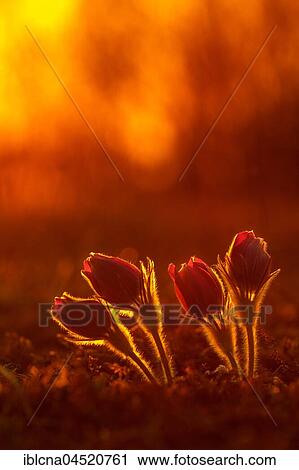Stock Image - Pasque flowers (Pulsatilla vulgaris) backlit, sunset, Bavaria, Germany, Europe. Fotosearch