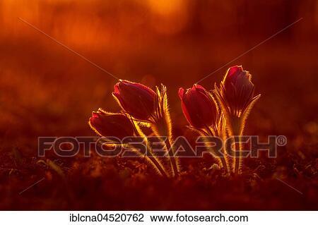 Pasque flowers (Pulsatilla vulgaris) backlit, sunset, Bavaria, Germany, Europe View Large Photo Image Stock Image - Pasque flowers (Pulsatilla vulgaris) backlit, sunset, Bavaria, Germany, Europe. Fotosearch