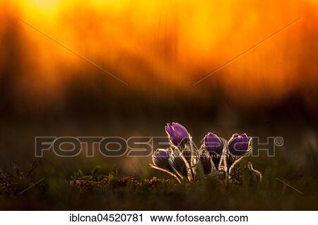 Stock Image - Pasque flowers (Pulsatilla vulgaris) backlit, sunset, Bavaria, Germany, Europe. Fotosearch