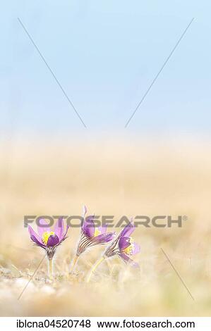Pasque flowers (Pulsatilla vulgaris) Bavaria, Germany, Europe View Large Photo Image Stock Photo - Pasque flowers (Pulsatilla vulgaris) Bavaria, Germany, Europe. Fotosearch