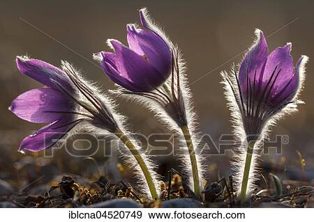 Stock Photo - Pasque flowers (Pulsatilla vulgaris) backlit, Bavaria, Germany, Europe. Fotosearch