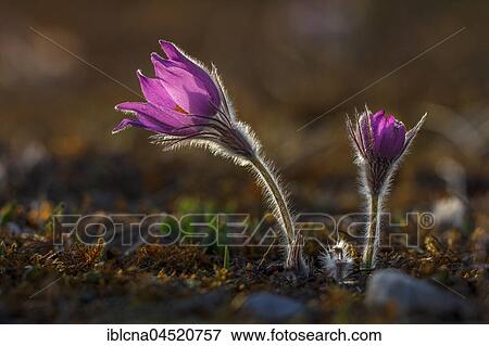Stock Photo - Pasque flowers (Pulsatilla vulgaris) backlit, Bavaria, Germany, Europe. Fotosearch