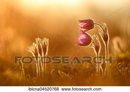 Pasque flowers (Pulsatilla vulgaris) backlit, sunset, Bavaria, Germany, Europe View Large Photo Image Stock Photo - Pasque flowers (Pulsatilla vulgaris) backlit, sunset, Bavaria, Germany, Europe. Fotosearch