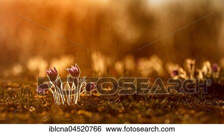 Stock Photograph - Pasque flowers (Pulsatilla vulgaris) backlit, sunset, Bavaria, Germany, Europe. Fotosearch