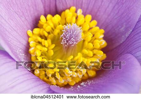 Stock Image - Pasqueflower (Pulsatilla vulgaris), pistil and fruiting body, close-up, Hesse, Germany, Europe. Fotosearch