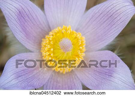 Pasqueflower (Pulsatilla vulgaris), pistil and fruiting body, close-up, Hesse, Germany, Europe View Large Photo Image Stock Image - Pasqueflower (Pulsatilla vulgaris), pistil and fruiting body, close-up, Hesse, Germany, Europe. Fotosearch