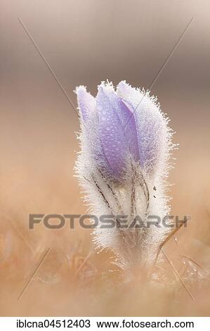 Stock Image - Pasqueflower (Pulsatilla vulgaris), with dew in meadow, close-up, Hesse, Germany, Europe. Fotosearch