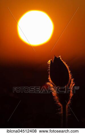 Stock Photo - Pasqueflower (Pulsatilla vulgaris), backlit, sunset, meadow, Hesse, Germany, Europe. Fotosearch