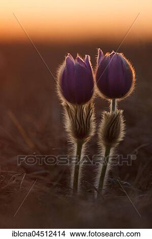 Picture - Pasqueflowers (Pulsatilla vulgaris) in meadow, backlit, Hesse, Germany, Europe. Fotosearch