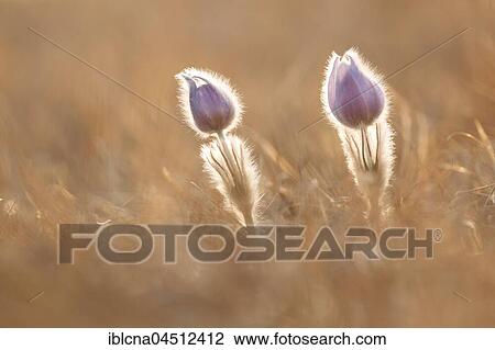 Pasqueflowers (Pulsatilla vulgaris) in meadow, backlit, Hesse, Germany, Europe View Large Photo Image Stock Image - Pasqueflowers (Pulsatilla vulgaris) in meadow, backlit, Hesse, Germany, Europe. Fotosearch