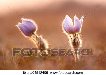Stock Photograph - Pasqueflowers (Pulsatilla vulgaris) in meadow, backlit, Hesse, Germany, Europe. Fotosearch