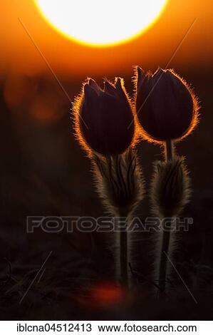 Pasqueflowers (Pulsatilla vulgaris), backlit, sunset, meadow, Hesse, Germany, Europe View Large Photo Image Stock Image - Pasqueflowers (Pulsatilla vulgaris), backlit, sunset, meadow, Hesse, Germany, Europe. Fotosearch