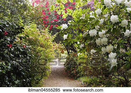 Stock Photography - Path through blooming rhododendrons, Trengwainton Garden, near Penzance, Cornwall, England, Great Britain. Fotosearch