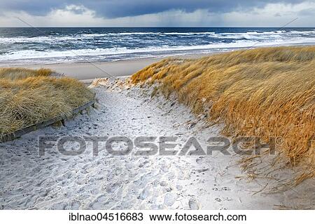 Path through dunes, near Kampen, Sylt, Schleswig-Holstein, Germany, Europe View Large Photo Image Stock Image - Path through dunes, near Kampen, Sylt, Schleswig-Holstein, Germany, Europe. Fotosearch