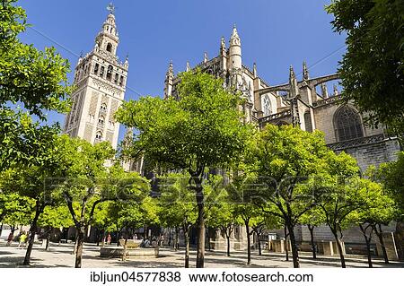 Patio of oranges, Patio de Naranjos, La Giralda, former minaret, bell tower of the Cathedral of Seville, Catedral de Santa Maria de la Sede, UNESCO World Heritage Site, Seville, Andalusia, Spain, Europe View Large Photo Image Stock Photo - Patio of oranges, Patio de Naranjos, La Giralda, former minaret, bell tower of the Cathedral of Seville, Catedral de Santa Maria de la Sede, UNESCO World Heritage Site, Seville, Andalusia, Spain, Europe. Fotosearch