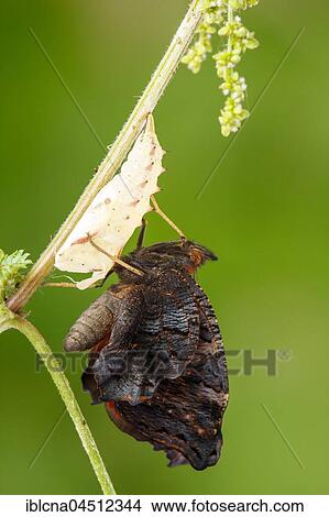 Picture - Peacock butterfly (Inachis io) after hatching on nettle, pupation process, series, Hesse, Germany, Europe. Fotosearch