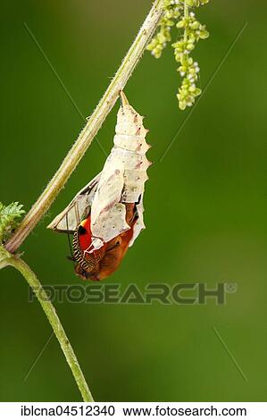 Stock Image - Peacock butterfly (Inachis io), caterpillar in chrysalis hatching, hanging head down on nettle, pupation process, series, Hesse, Germany, Europe. Fotosearch