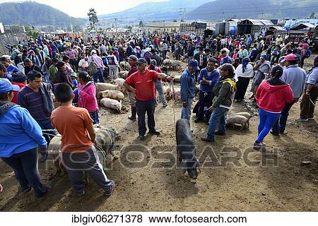 Stock Photo - People and farm animals at the weekly livestock market, Otavalo, Imbabura Province, Ecuador, South America. Fotosearch