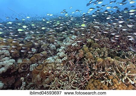 Perch Demoiselle (Chromis fumea), Nusa Lembongan, Bali, Indonesia, Asia View Large Photo Image Stock Photo - Perch Demoiselle (Chromis fumea), Nusa Lembongan, Bali, Indonesia, Asia. Fotosearch
