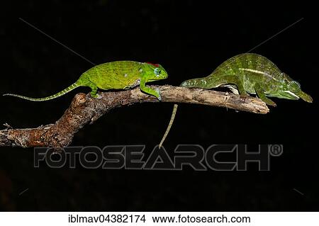 Petter's chameleon (Furcifer petteri), couple, Amber Mountain National Park, Diana, Madagascar, Africa View Large Photo Image Picture - Petter's chameleon (Furcifer petteri), couple, Amber Mountain National Park, Diana, Madagascar, Africa. Fotosearch