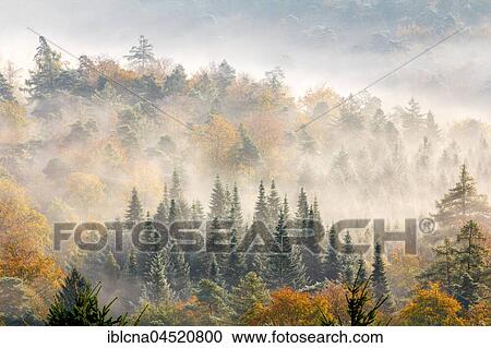 Pfälzer Wald, Fog, Autumn, Palatinate, Rhineland-Palatinate, Germany, Europe View Large Photo Image Stock Image - Pfälzer Wald, Fog, Autumn, Palatinate, Rhineland-Palatinate, Germany, Europe. Fotosearch