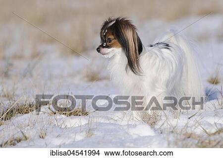 Picture - Phalene, Continental Toy Spaniel, Epagneul Nain Continental, female, white, red sable. Fotosearch