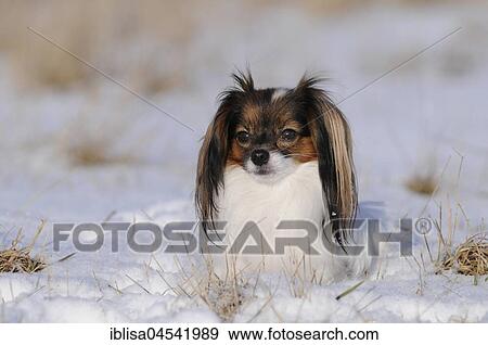 Stock Photo - Phalene, Continental Toy Spaniel, Epagneul Nain Continental, female, white, red sable. Fotosearch