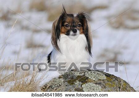 Phalene, Continental Toy Spaniel, Epagneul Nain Continental, female, white, red sable View Large Photo Image Stock Photography - Phalene, Continental Toy Spaniel, Epagneul Nain Continental, female, white, red sable. Fotosearch