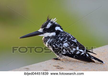 Pied Kingfisher (Ceryle rudis), perched on a wall, Sabie River, Kruger National Park, South Africa, Africa View Large Photo Image Stock Photo - Pied Kingfisher (Ceryle rudis), perched on a wall, Sabie River, Kruger National Park, South Africa, Africa. Fotosearch