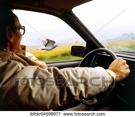 Pigeon flies next to car, England, Great Britain View Large Photo Image Stock Photo - Pigeon flies next to car, England, Great Britain. Fotosearch