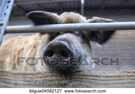 Stock Photo - Pig's trunk, Mangalitsa pig, (Sus scrofa domestica), Swabian Alb, Baden-Württemberg, Germany, Europe. Fotosearch