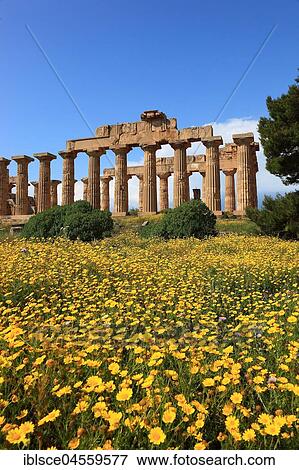 Pillars as remains, temple E with blossoming flower meadow, archaeological site, Selinunte, Sicily, Italy, Europe View Large Photo Image Stock Photo - Pillars as remains, temple E with blossoming flower meadow, archaeological site, Selinunte, Sicily, Italy, Europe. Fotosearch