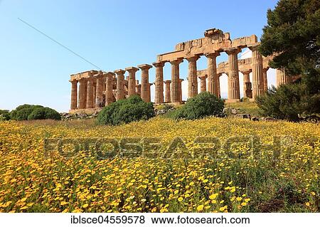 Pillars as remains, temple E with blossoming flower meadow, archaeological site, Selinunte, Sicily, Italy, Europe View Large Photo Image Stock Photo - Pillars as remains, temple E with blossoming flower meadow, archaeological site, Selinunte, Sicily, Italy, Europe. Fotosearch
