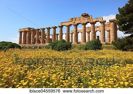 Pillars as remains, temple E with blossoming flower meadow, archaeological site, Selinunte, Sicily, Italy, Europe View Large Photo Image Stock Photograph - Pillars as remains, temple E with blossoming flower meadow, archaeological site, Selinunte, Sicily, Italy, Europe. Fotosearch