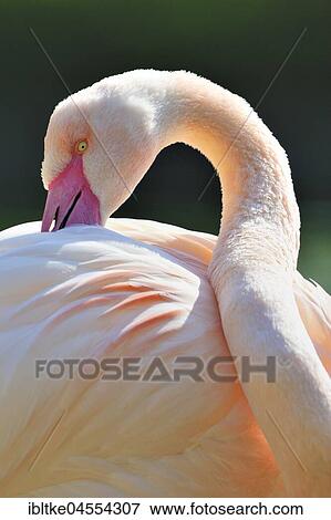 Pink flamingo (Phoenicopterus ruber roseus), Baden-Württemberg, Germany, Europe View Large Photo Image Stock Photo - Pink flamingo (Phoenicopterus ruber roseus), Baden-Württemberg, Germany, Europe. Fotosearch