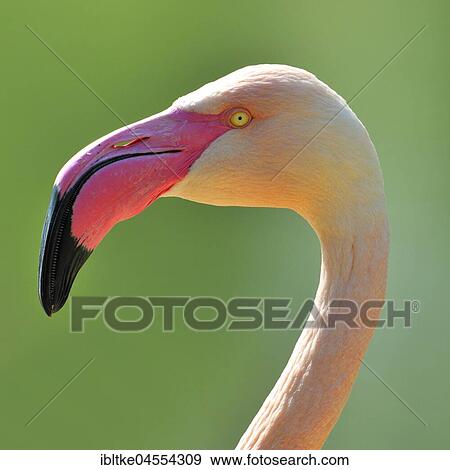 Pink flamingo (Phoenicopterus ruber roseus), Baden-Württemberg, Germany, Europe View Large Photo Image Stock Photo - Pink flamingo (Phoenicopterus ruber roseus), Baden-Württemberg, Germany, Europe. Fotosearch