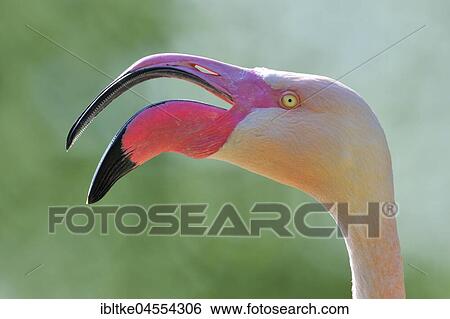 Pink flamingo (Phoenicopterus ruber roseus), Baden-Württemberg, Germany, Europe View Large Photo Image Stock Photograph - Pink flamingo (Phoenicopterus ruber roseus), Baden-Württemberg, Germany, Europe. Fotosearch