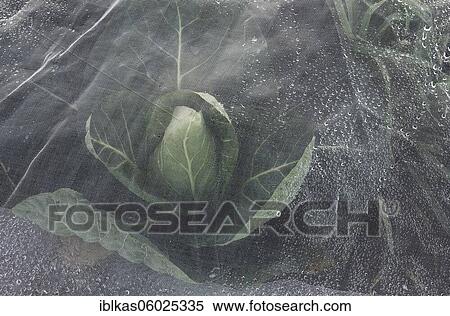 Pointed cabbage under a dewy bird protection net, field cultivation in November, Lower Rhine, North Rhine-Westphalia, Germany, Europe View Large Photo Image Stock Photography - Pointed cabbage under a dewy bird protection net, field cultivation in November, Lower Rhine, North Rhine-Westphalia, Germany, Europe. Fotosearch